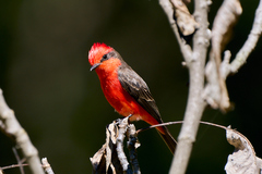 Pyrocephalus rubinus