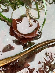 Constantinea simplex