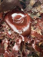 Constantinea simplex