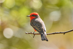 Pyrocephalus rubinus