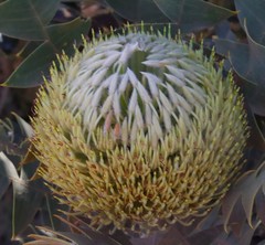 Banksia baxteri