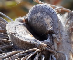 Banksia baxteri