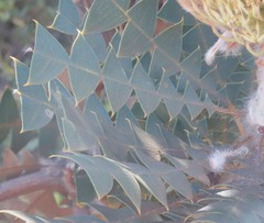Banksia baxteri