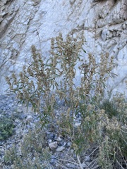 Brickellia longifolia multiflora