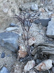 Eriogonum rixfordii