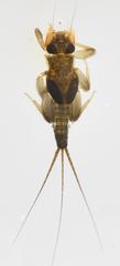 Tricorythus discolor