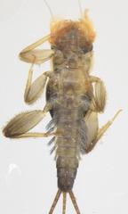 Tricorythus discolor