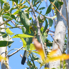 Ptiliogonys cinereus