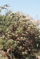 Banksia baxteri