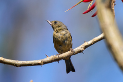 Cinnamon-Bellied Flowerpiercer photo 5