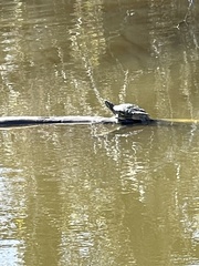 Trachemys scripta elegans