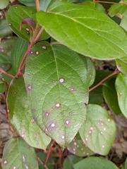 Mycosphaerella chimaphilae