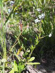 Myosotis semiamplexicaulis