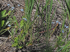 Myosotis semiamplexicaulis