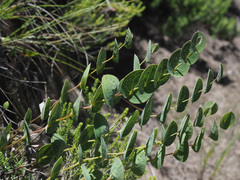 Afroaster perfoliatus