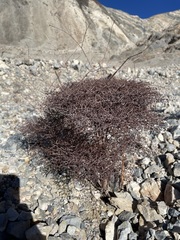 Eriogonum rixfordii