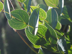 Afroaster perfoliatus