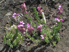 Polygala rhinostigma