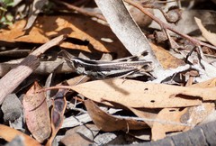 Macrotona securiformis