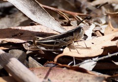 Macrotona securiformis
