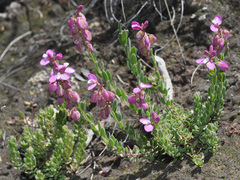 Polygala rhinostigma