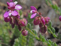 Polygala rhinostigma