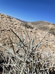 Ephedra funerea
