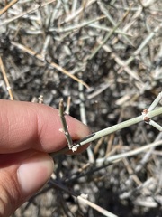 Ephedra funerea
