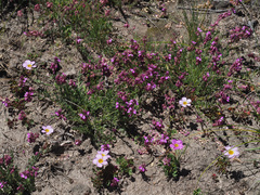 Polygala rhinostigma