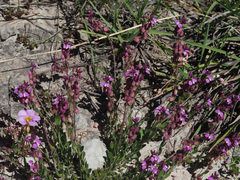 Polygala rhinostigma