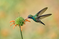 Cynanthus latirostris