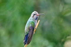 Cynanthus latirostris