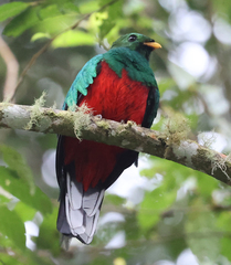 Pharomachrus fulgidus