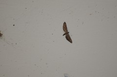 Eupithecia acutipennis