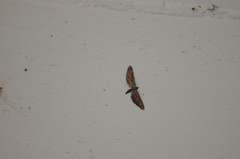 Eupithecia acutipennis