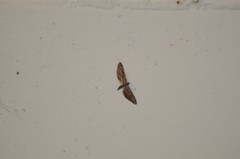 Eupithecia acutipennis