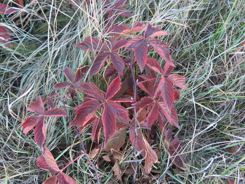 Image of Rubus recurvans by (c) Eric Schmidt, some rights reserved (CC BY)