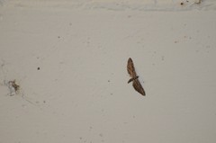 Eupithecia acutipennis