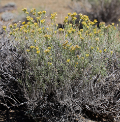 Chrysothamnus viscidiflorus puberulus