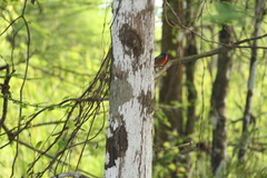 Passerina ciris image