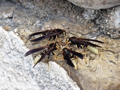 Polistes comanchus navajoe