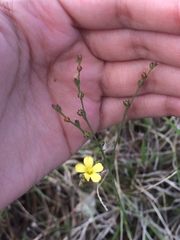Linum arenicola