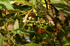Acacia penninervis