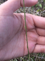 Linum arenicola