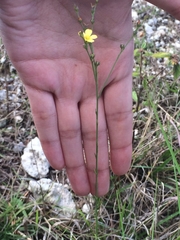 Linum arenicola