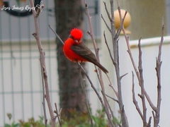 Pyrocephalus rubinus