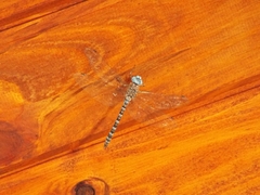 Rhionaeschna pallipes