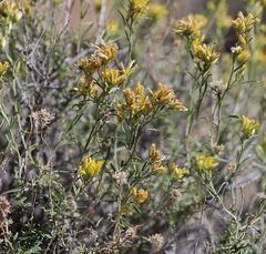 Chrysothamnus viscidiflorus puberulus