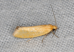 Microbela