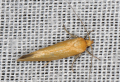 Microbela